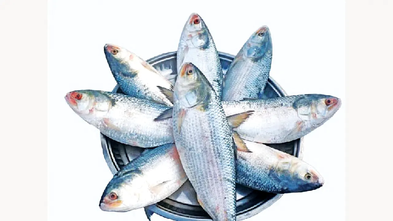 দুর্গাপূজার আগে ভারতে পৌঁছাল ৫০ টন ইলিশ